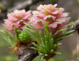 Ода лиственнице