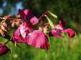 Это оно?Когда их косишь-запах стоит сумашедший!!!!И стреляют...