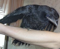 Вот эти тоже поначалу вы"бывались,клевались и жрать не хотели.Отобрал у детишек во дворе,когда они их,выпавших из гнезда,закидывали кирпичами.Когда подросли,взлетать не хотели,с балкона тупо выкинул-сработало...