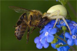 Летние макро-фотографии