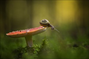 Летние макро-фотографии