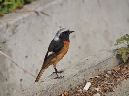 Вот горихвостка е ее птенец - слеток