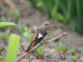 Вот горихвостка е ее птенец - слеток