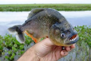 Во так что ли...