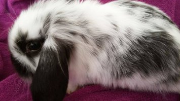 Наш Барбарис, порода голландский вислоухий кролик