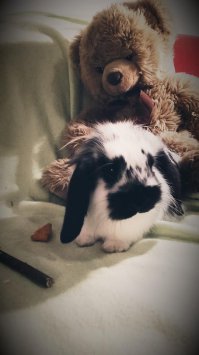 Наш Барбарис, порода голландский вислоухий кролик