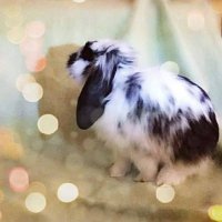 Наш Барбарис, порода голландский вислоухий кролик