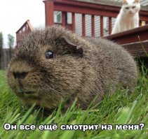 Почему мы чувствуем, когда на нас смотрят?