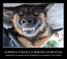 Собаки-улыбаки от австралийского фотографа