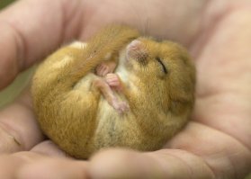 Животные на кончиках пальцев