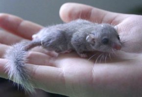 Животные на кончиках пальцев