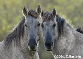 А тарпан?
(кстати, фотка моего приятеля Д.Барыбина, впрочем, там написано)