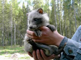 Животные на кончиках пальцев