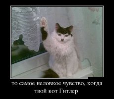 Найдена причина рождения похожих на Гитлера котов