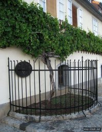 8. Самый старый виноградник...
Разумеется, не виноградник, а виноградная лоза, то есть - одиночное растение. Растёт в городе Мариборе, на стене "Дома вина".