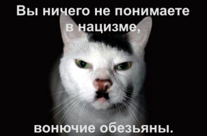 Найдена причина рождения похожих на Гитлера котов