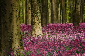 Халлербос – синий лес в Бельгии