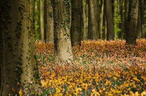 Халлербос – синий лес в Бельгии