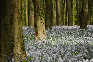 Халлербос – синий лес в Бельгии