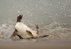 Переворачиватель пингвинов 
Специалисты этой сферы живут только Антарктике около аэродрома. Напрасно вы думаете, что птичек идет переворачивать тот, кто вытянул короткую соломинку, тут все серьезно. Сами пингвины никогда не падают на спину – только на живот, но так как эти животные очень любопытны, то они любят прогуливаться около аэродрома. Естественно, что когда пролетает вертолет, то они задирают вверх голову и, не удерживая равновесие, шлепаются на спину. Встать они, бедняжки, уже не смогут, поэтому их надо переворачивать.