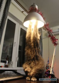 ЩАс..... Щас..... только лампочку поменяю!