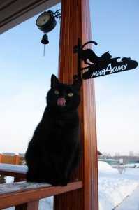 Коты, они же как люди