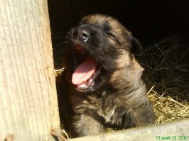 То ли щенок, то ли плюшевый мишка