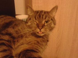 Кот делает селфи ;)