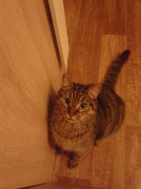 Коты, они же как люди