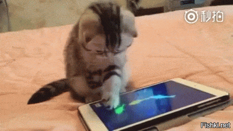 Вот объясните . Если коты вблизи плохо видят , то как объяснить их любовь к игрушкам на планшетиках ?