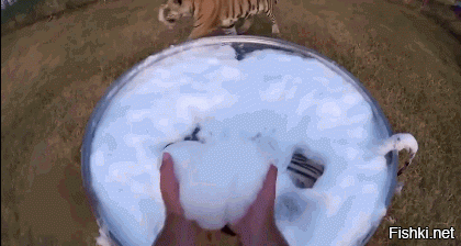 Так моют тигриков в бассейне :3 
Как работники зоопарка так баз опаски с ними играются ?