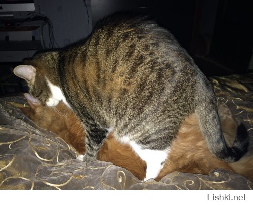 это я наблюдала, когда легла спать. Сверху кастрированный кот. Снизу мэй-кун котенок. Кот сверху, еще не в курсе, что котенок снизу вырастет до 12 кг.