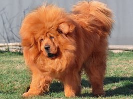 еще есть вот такие милые собачки :)
сам ни разу не видел.