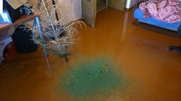 Эта точно до весны не доживет.