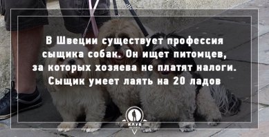 Первая мысль была, что он про это узнает от собак))))