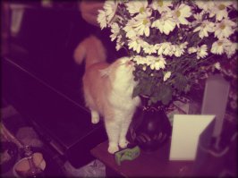 Моя кошечка, Мими. Цветочкоманка! Обожает нюхать их и обтирать щечками. 
Надеюсь, у меня достаточно кармы, чтобы фото было видно