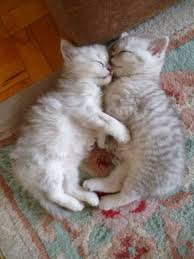 Таких игрушек полон тырнет!:)