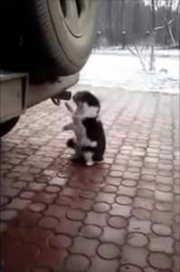 15 фотографий животных, которые любят вдыхать аромат цветов