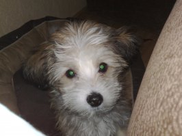 мой медвежонок)  грызла все....мебель...обои...провода!!! технику...косметику...обувь...игрушки...скулил по ночам))как ребенок...написать из вредности-запросто!куда угодно!) сожрать все со стола-мммм)))))