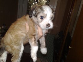 мой медвежонок)  грызла все....мебель...обои...провода!!! технику...косметику...обувь...игрушки...скулил по ночам))как ребенок...написать из вредности-запросто!куда угодно!) сожрать все со стола-мммм)))))