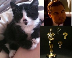 Коты, они же как люди