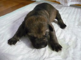 "Этому щенку всего одна неделя" ---- ааааааааа, репостер ты жжешь .... у него глаза потемнели и клыки выросли, ему месяца два уже.... смотри даун, как недельные щенки выглядят ))))