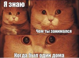 21 преимущество жизни с котом