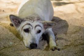 Басня.Что захотел то и получил.
Мораль.