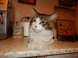 О, да! Это реальный звездец!