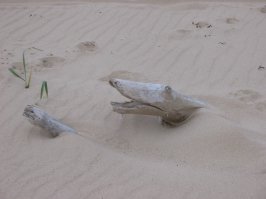 Мне тоже как-то палка попалась на берегу то ли Рижского залива, то ли Балтийского моря