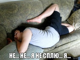 10 удивительных фактов о том, как спят животные