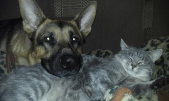 10 удивительных фактов о том, как спят животные