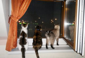 Наши козявки на ночлеге в гостинице - дышат ночным воздухом :)