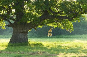 14 великолепных деревьев в этом мире